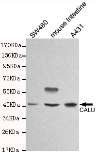 CALU-C Monoclonal Antibody